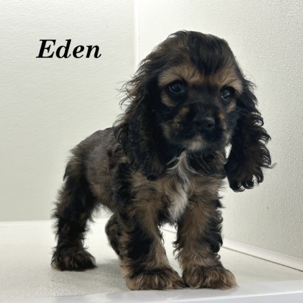 puppy, for, sale, Cocker Spaniel, Joe & Cherri  Overlease, dog, breeder, Miller, MO, dog-breeder, puppy-for-sale, forsale, nearby, find, puppyfind, locator, puppylocator, aca